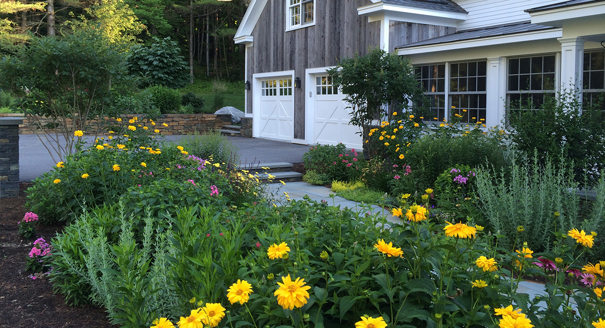 Bright yellow landscaping for an entryway