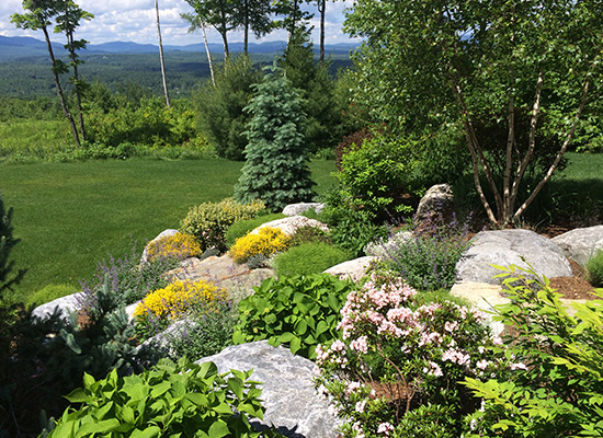 Picture of hill with bushes, flowers and boulders